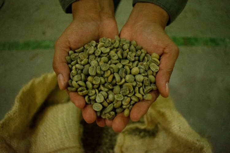 Gli Indigeni Del Chiapas Che Ribaltano Il “paradosso Del Caffè”